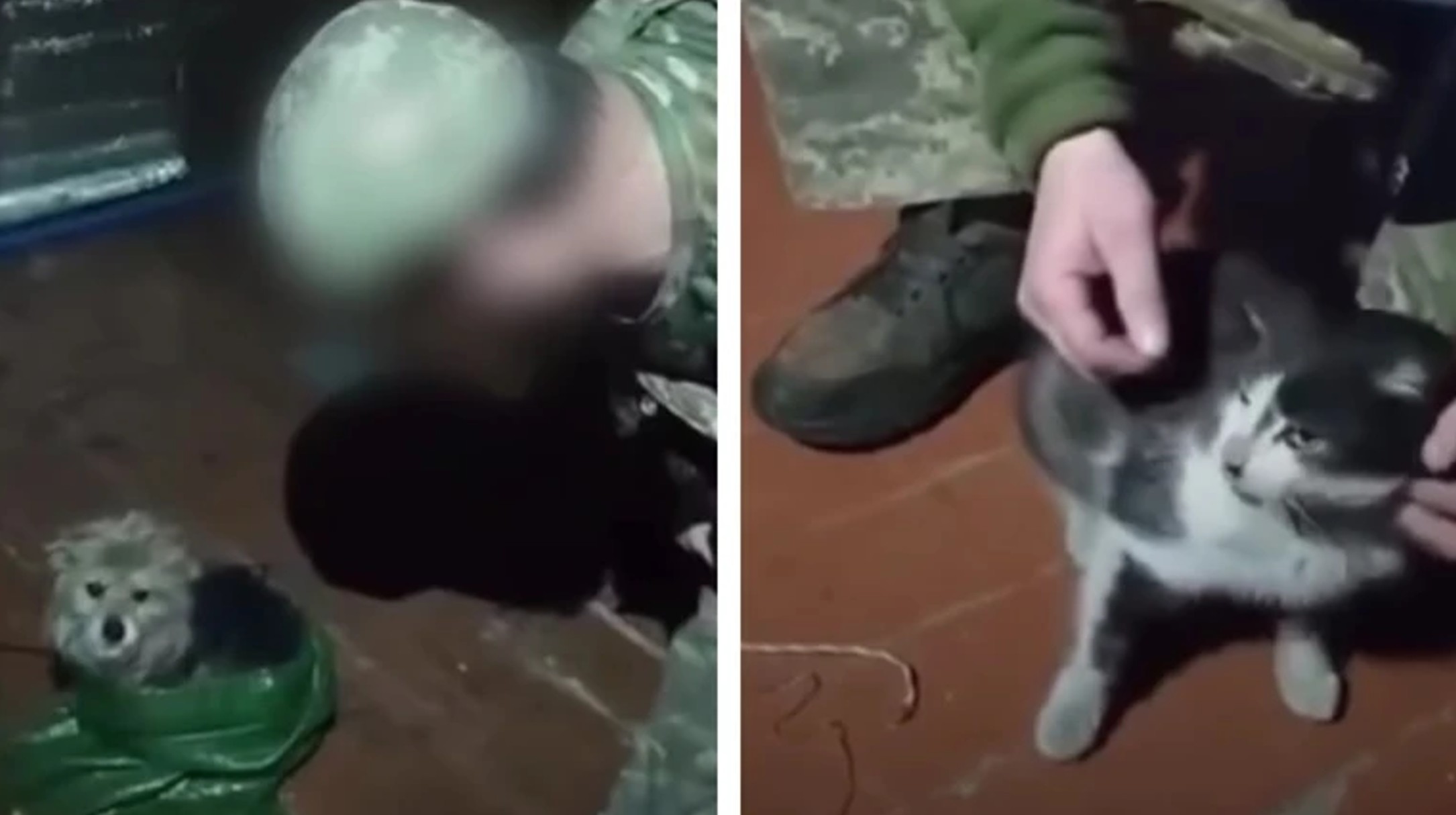 Українські військові евакуювали кота та собаку з позицій за допомогою дрона